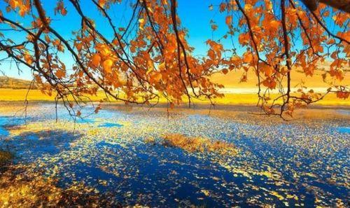 秋色浓在线视频,沉浸式体验秋季美景的视觉盛宴