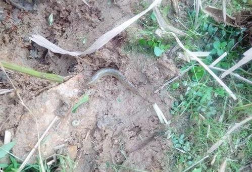 泥鳅门 在线视频,揭秘神秘水下世界的奇幻之旅