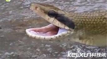 人与蛇在线视频,揭秘人与蛇的神秘互动