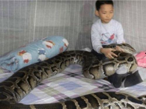 人与蛇在线视频,揭秘人与蛇的神秘互动